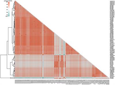 Frontiers | molecular characterization and genetic diversity of